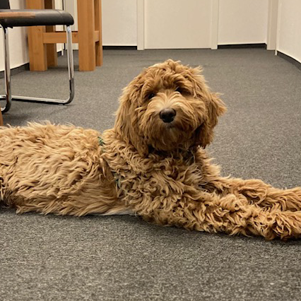 Piefke Bürohund